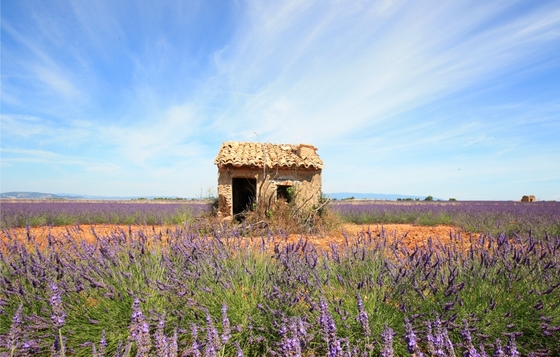 Lavender fields in Provence.jpg